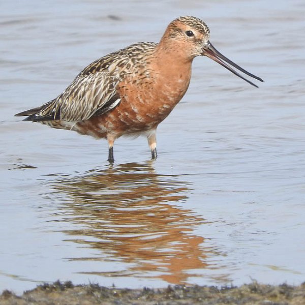 Waders R Us